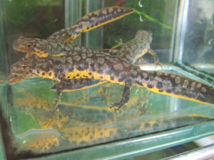 2023 year breeding individual mi Nami comb newt 4 pcs 