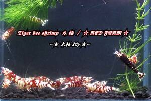 【RED FARM】 特選 ★ Tiger bee shrimp / 太極 20p ★ 