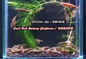 【RED FARM】特選 ★Dark Red Galaxy Fishbone / REGINA 38 p★ (抱卵個体4匹含)★
