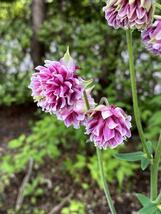 西洋オダマキ ピンクフリル咲きの種20粒_画像2