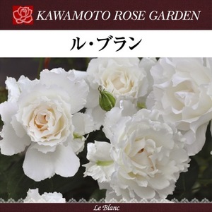 送料無料　ル ブラン　6号鉢　春開花株　　鉢植え バラ 薔薇 河本バラ園 大苗 開花苗 ルブラン