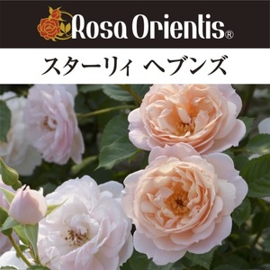 送料無料　スターリィ　ヘブンズ　新苗4号鉢　　鉢植え バラ 薔薇 ロサ オリエンティス スターリィヘブンズ スターリーヘブンズ