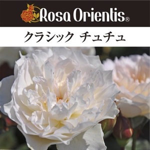 送料無料　クラシック チュチュ　6号鉢　春開花株　　鉢植え バラ 薔薇 ロサ オリエンティス 大苗 開花苗 クラシックチュチュ