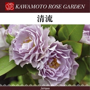 送料無料　清流　6号鉢　春開花株　　鉢植え バラ 薔薇 河本バラ園 大苗 開花苗 岐阜