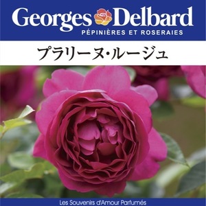 送料無料　プラリーヌ ルージュ　新苗4号鉢　　鉢植え バラ 薔薇 デルバール フレンチローズ プラリーヌルージュ