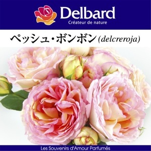 送料無料　ペッシュ ボンボン　新苗4号鉢　　鉢植え バラ 薔薇 デルバール フレンチローズ ペッシュボンボン