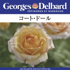 送料無料　コート ドール6号鉢　春開花株　　鉢植え バラ 薔薇 デルバール 大苗 フレンチローズ 開花苗 コートドール