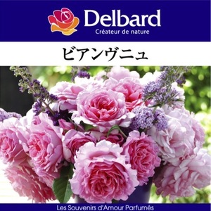 送料無料　ビアンヴニュ　新苗4号鉢　　鉢植え バラ 薔薇 デルバール フレンチローズ ビアンブニュ