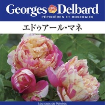 送料無料　エドゥアール マネ　新苗4号鉢　　鉢植え バラ 薔薇 デルバール フレンチローズ エドゥアールマネ エドアールマネ_画像1