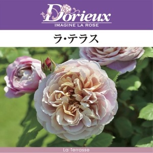 送料無料　ラ テラス　新苗4号鉢　　鉢植え バラ 薔薇 ドリュ フレンチローズ ラテラス