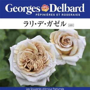 送料無料　ラリ デ ガゼル　新苗4号鉢　　鉢植え バラ 薔薇 デルバール フレンチローズ ラリデガゼル ラリデ ガゼル