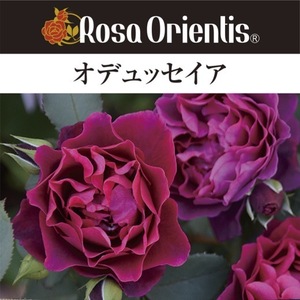 送料無料　オデュッセイア　6号鉢　春開花株　　鉢植え バラ 薔薇 ロサ オリエンティス 大苗 開花苗