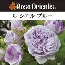 送料無料　ル シエル ブルー6号鉢　春開花株　　鉢植え バラ 薔薇 ロサ オリエンティス 大苗 開花苗 ルシエルブルー_画像1