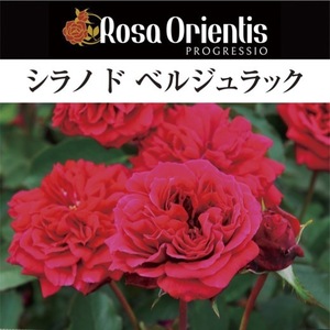 送料無料　シラノ ド ベルジュラック　6号鉢　春開花株　　鉢植え バラ 薔薇 ロサ オリエンティス 大苗 開花苗 シラノドベルジュラック