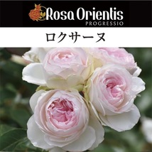 送料無料　ロクサーヌ　6号鉢　春開花株　　鉢植え バラ 薔薇 ロサ オリエンティス 大苗 開花苗_画像1