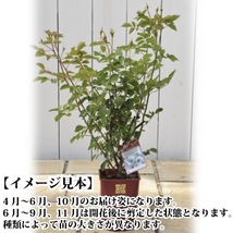 送料無料　ラ マリエ　6号鉢　春開花株　　鉢植え バラ 薔薇 河本バラ園 大苗 開花苗 ラマリエ_画像3