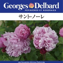 送料無料　サント ノーレ6号鉢　春開花株　　鉢植え バラ 薔薇 デルバール 大苗 フレンチローズ 開花苗 サントノーレ_画像1