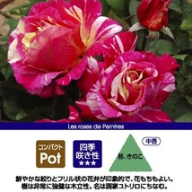 送料無料　モーリス ユトリロ6号鉢　春開花株　　鉢植え バラ 薔薇 デルバール 大苗 フレンチローズ 開花苗 モーリスユトリロ_画像2