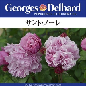 送料無料　サント ノーレ　新苗4号鉢　　鉢植え バラ 薔薇 デルバール フレンチローズ サントノーレ