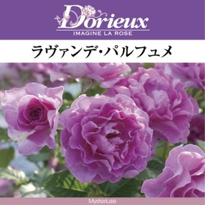 送料無料　ラヴァンデ パルフュメ　新苗4号鉢　　鉢植え バラ 薔薇 ドリュ フレンチローズ ラヴァンデパルフュメ ラバンデパルフュメ