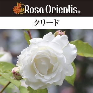 送料無料　クリード　新苗4号鉢　　鉢植え バラ 薔薇 ロサ オリエンティス