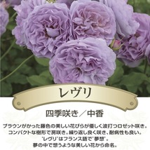 送料無料　レヴリ　新苗4号鉢　　鉢植え バラ 薔薇 河本バラ園 ローズ ドゥ メルスリー レブリ_画像2