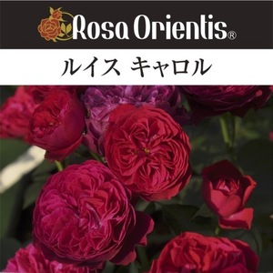 送料無料　ルイス キャロル　新苗4号鉢　　鉢植え バラ 薔薇 ロサ オリエンティス ルイスキャロル