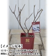 送料無料　エアリエル　6号鉢　春開花株　　鉢植え バラ 薔薇 河本バラ園 ヘブンシリーズ 大苗 開花苗_画像4