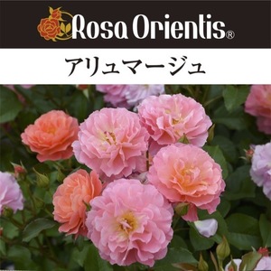 送料無料　アリュマージュ　新苗4号鉢　　鉢植え バラ 薔薇 ロサ オリエンティス