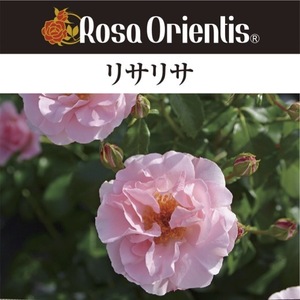 送料無料　リサリサ　新苗4号鉢　　鉢植え バラ 薔薇 ロサ オリエンティス