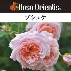 送料無料　プシュケ　新苗4号鉢　　鉢植え バラ 薔薇 ロサ オリエンティス