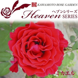 送料無料　ミカエル　新苗4号鉢　　鉢植え バラ 薔薇 河本バラ園 ローズ ヘブンシリーズ