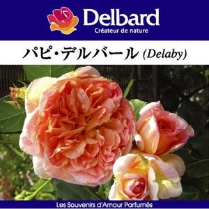 送料無料　パピ デルバール　新苗4号鉢　　鉢植え バラ 薔薇 デルバール フレンチローズ パピデルバール