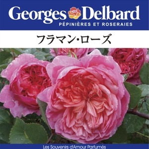 送料無料　フラマン ローズ　新苗4号鉢　　鉢植え バラ 薔薇 デルバール フレンチローズ フラマンローズ