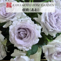 送料無料　亜欧 あお　新苗4号鉢　　鉢植え バラ 薔薇 河本バラ園 ローズ_画像1