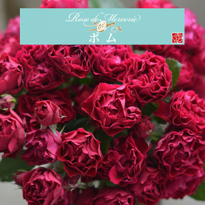  бесплатная доставка pom новый рассада 4 номер горшок растение в горшке роза роза река книга@ роза . rose dumerus Lee 