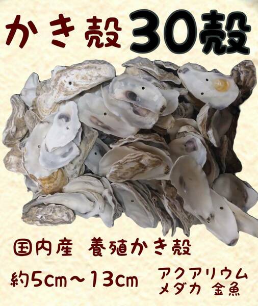 国内産 牡蠣殻30殻 アクアリウム 金魚 メダカ 錦鯉 熱帯魚 越冬 水質安定 生物濾過 バクテリア