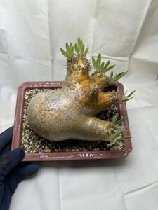 発根剤 パキポディウム イノピナツム Pachypodium 球根植物 （検索 グラキリス パキプス ウィンゾリー コミフォラ アデニア Invisible ink