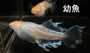 【桜虹めだか】ハイビスカスメダカの幼魚10匹(補償3匹含む)大きさ1.5cm前後(完全無選別)☆1枚目写真の種親.夢中メダカ様直系☆