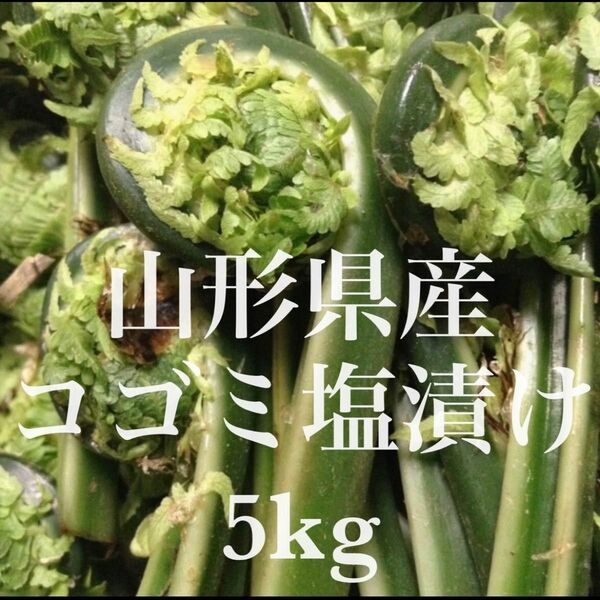 山形県産 コゴミ塩漬け 5kg(1kg×5袋) 塩蔵　こごみ　山菜　野菜