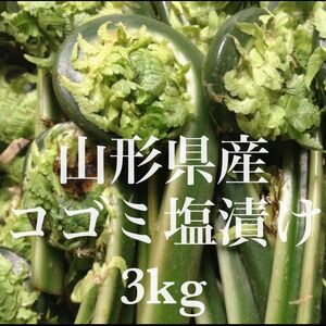 山形県産 コゴミ塩漬け 3kg(1kg×3袋) 塩蔵　こごみ　山菜　野菜