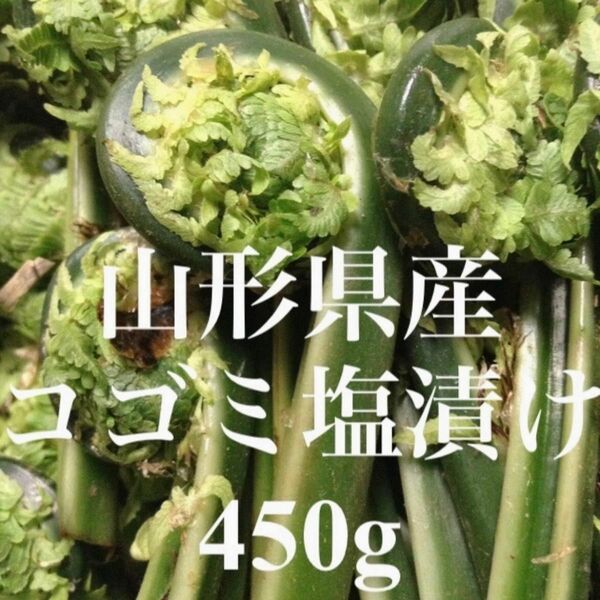 山形県産 コゴミ塩漬け 450g 塩蔵　こごみ　山菜　野菜