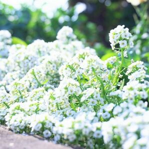 【花の種】アリッサム☆ニワナズナ 種子 200粒以上！グランドカバー