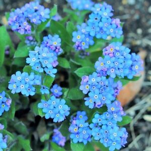 【売切次第終了！】忘れな草☆勿忘草 花の種 100粒以上！