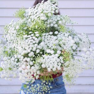 【花の種】ホワイトレースフラワー☆アミマユス 種子 約30粒！切花 ブーケ