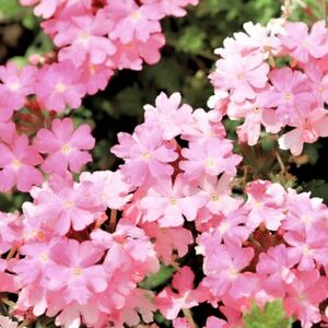 【売切次第終了！】宿根バーベナ☆セレニティピンク 花の種 約20粒！