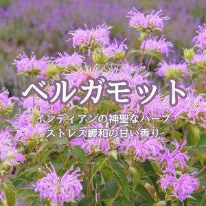 【ハーブの種】ベルガモット☆モナルダ 花の種子 100粒以上！
