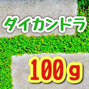 【最強グランドカバーの種】ダイカンドラ 花の種子 100g！緑肥 芝生代用