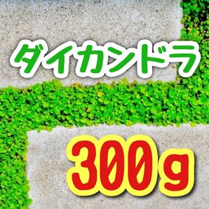 【最強グランドカバーの種】ダイカンドラ 花の種子 300g！緑肥 芝生代用