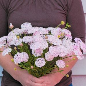 【花の種】ディディスカス☆レイシーピンク 種子 約30粒！切花 ブーケ